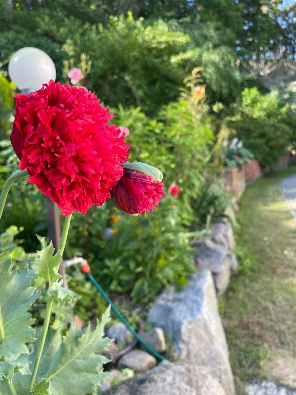 Mielno-eko Homestay Mielno (Koszalin)
